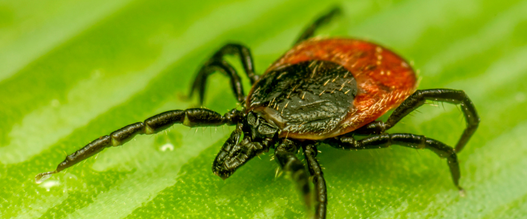 Protégez-vous contre la maladie de Lyme – Nouvelles zones à risque dans la région de Lanaudière