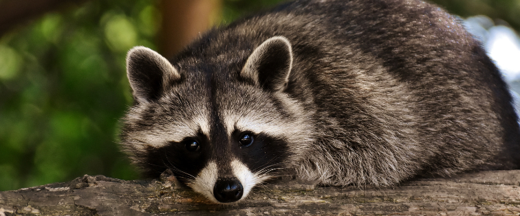 ÉVITEZ LES CONTACTS AVEC LES ANIMAUX SAUVAGES🦊🦝🐿