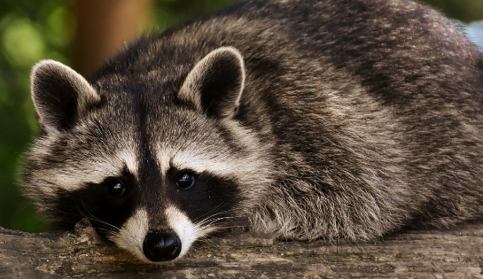 ÉVITEZ LES CONTACTS AVEC LES ANIMAUX SAUVAGES🦊🦝🐿