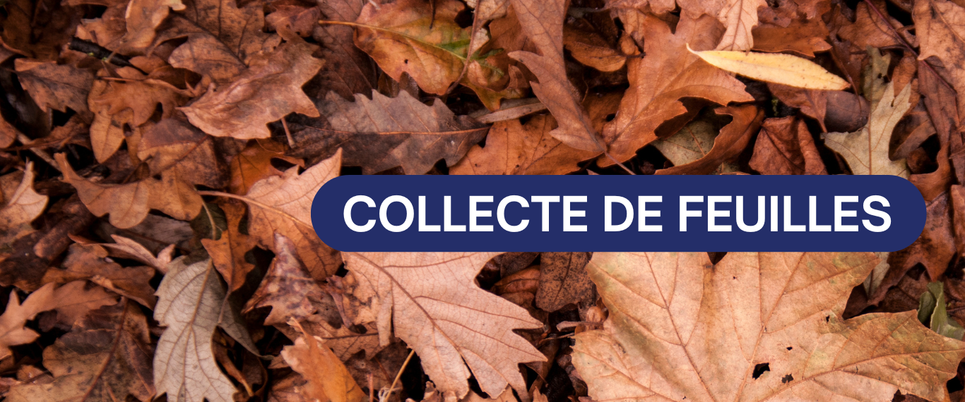 COLLECTE DE FEUILLES 🍂