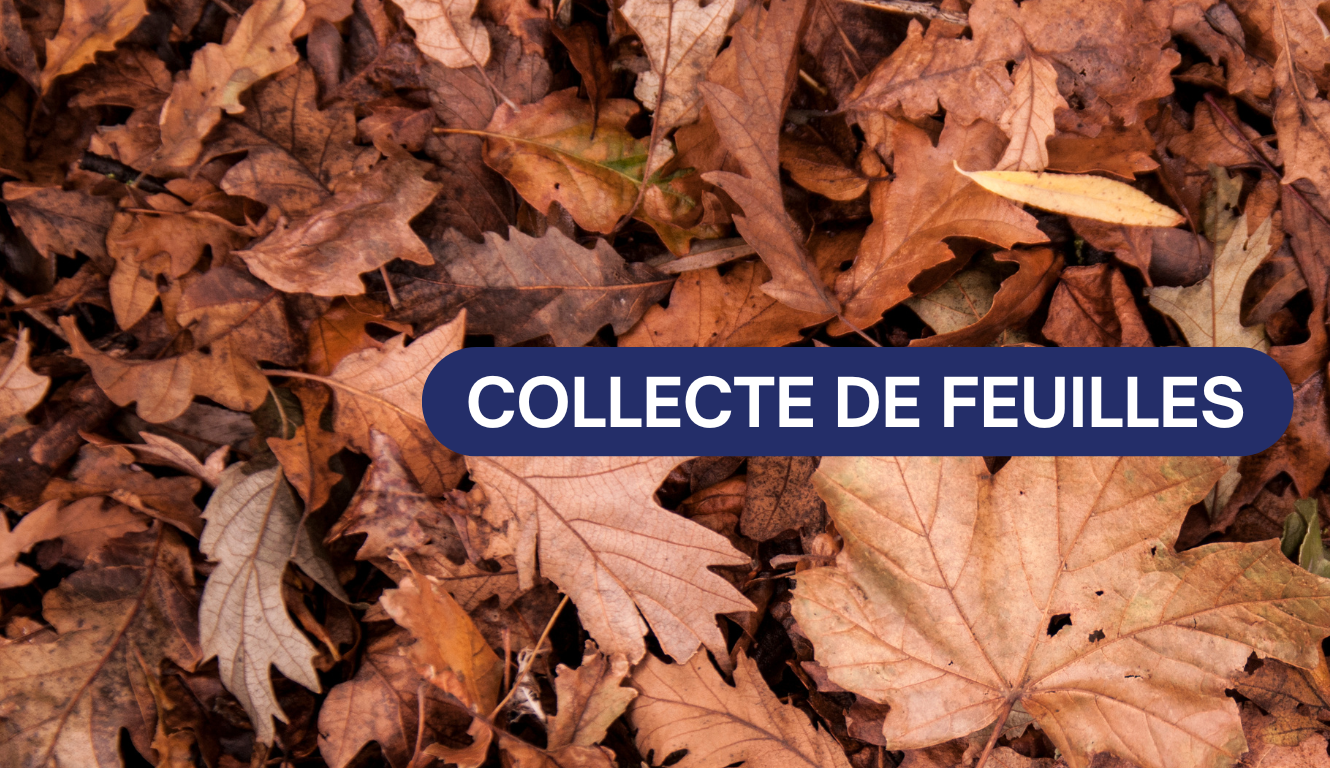 COLLECTE DE FEUILLES 🍂
