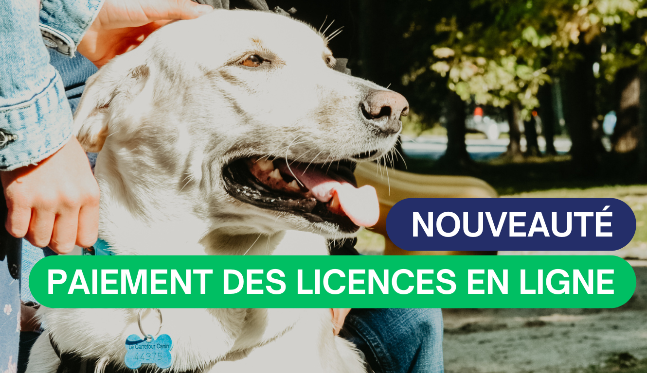 NOUVEAUTÉ – PAIEMENT DE LICENCE POUR CHIEN EN LIGNE🐶
