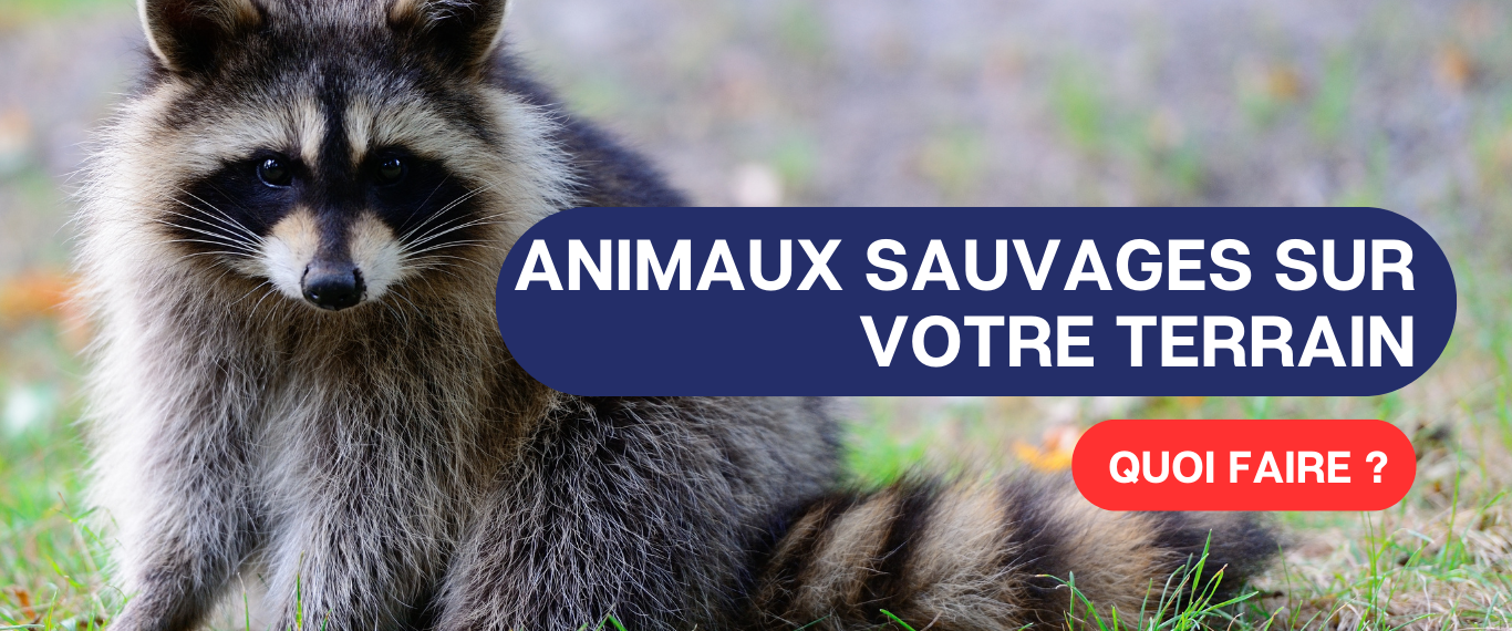 ANIMAUX SAUVAGES SUR VOTRE TERRAIN : QUOI FAIRE ?  🦝🦨🦅
