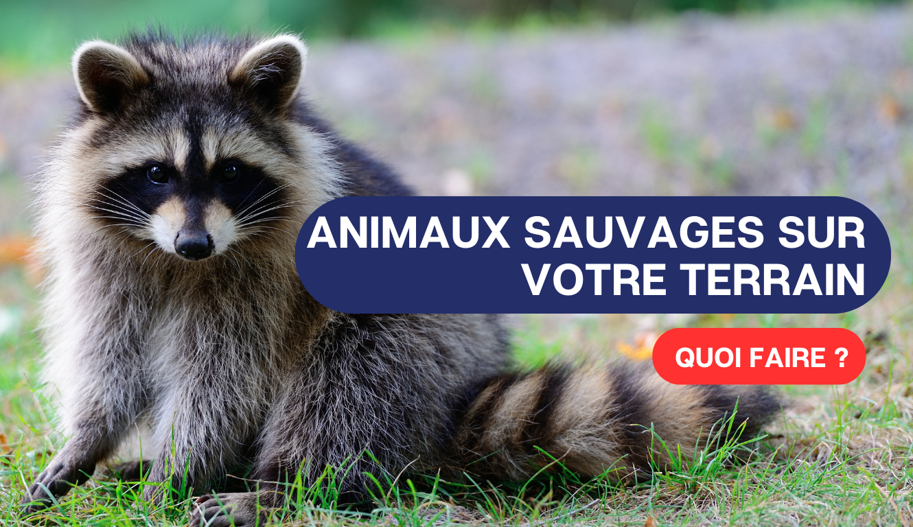ANIMAUX SAUVAGES SUR VOTRE TERRAIN : QUOI FAIRE ?  🦝🦨🦅